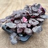 HEUCHERA 12 CM FOREVER PURPLE VECKANS